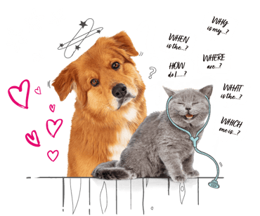 A cat and dog are marred by the questions in their heads - let's get some answers!