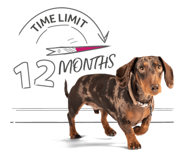 Time Limited Pet Insurance and a Dachshund