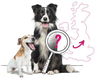 Two dogs and UK map