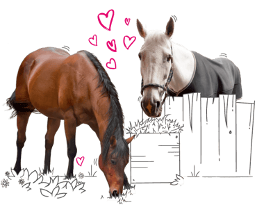 A brown horse eating and a white horse peeking over a fence