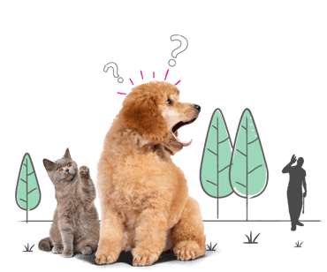 A dog and cat, with the dog looking shocked - let's discuss dog theft prevention