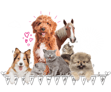 Dogs and cats