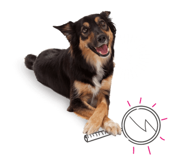 Dog with a magnifying glass