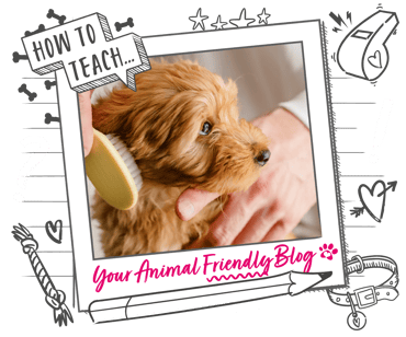 A puppy Cockapoo is groomed