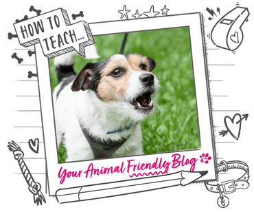 A Jack Russell Terrier barking