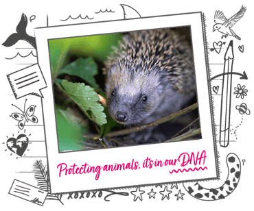 A young hedgehog