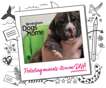 Image of puppy and Birmingham Dogs Home logo on illustrated banner background