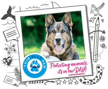 Image of German Shepherd Dog with Thin Blue Paw logo, on illustrated banner background