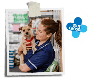 Blue Cross - a nurse is holding a dog