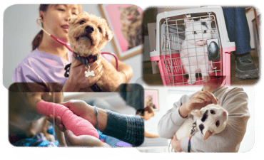 A collage of cats and dogs with vets and receiving care