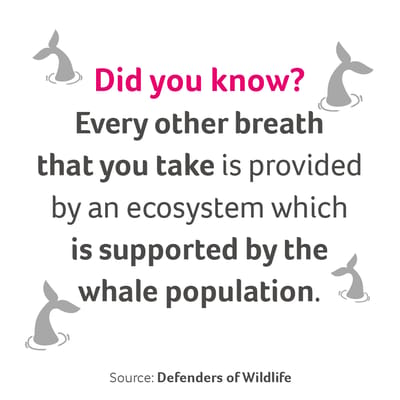 A fact: Every other breath you take is provided by an ecosystem which is supported by the whale population."