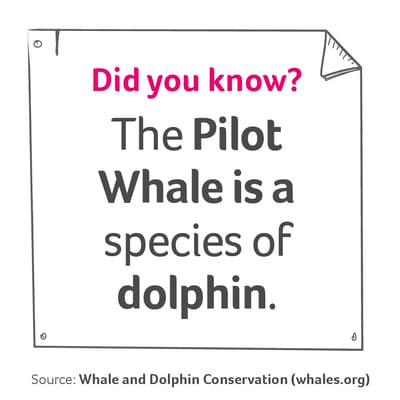 A illustration of a post it note reading "Did you know? The Pilot Whale is a species of dolphin" 