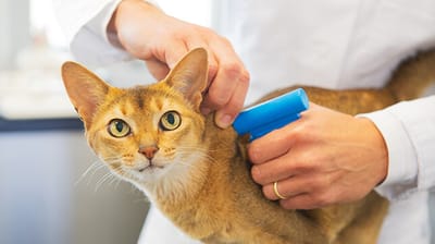 An image of a cat looking at the camera while a vet gives them a microchip