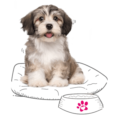 Photo illustration of a puppy in their bed