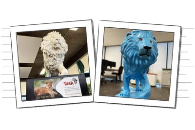 Examples of 2 Tusk lions from the trail