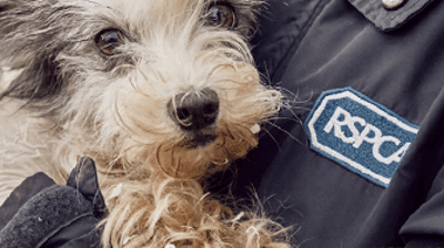 A slightly scruffy looking long haired dogs has a cuddle with someone in an RSPCA coat