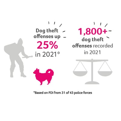 Pet theft infographic