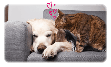 A dog and cat are cosy together on a sofa