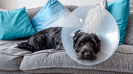 A black dog lays on a grey sofa with a vet cone on his head