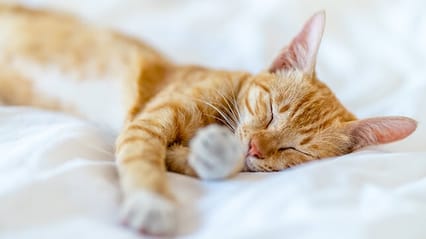 A ginger cat sleeping on a white bed
