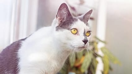 Grey and white cat