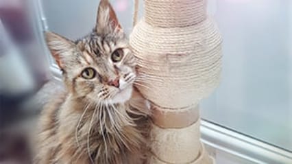 Cat next to a scratching post