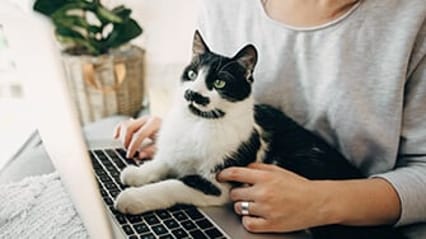 Cat sat on a laptop