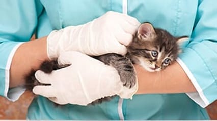 Kitten being examined by a vet