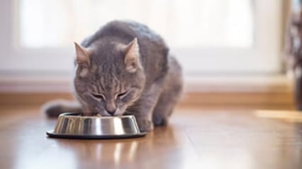 Kitten eating out of a bowl