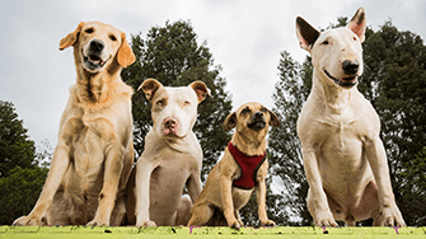 Picture of 4 different breeds of dog