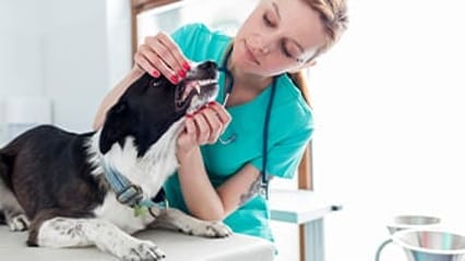 Dog being examined by a vet