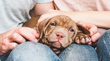 Small dog curled up on an owners lap