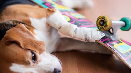 Dog injured by a skateboard