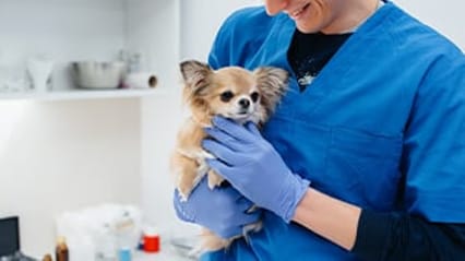 Dog being examined by a vet
