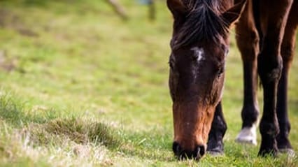 Horse eating the grass