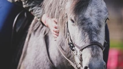Grey and white horse being ridden