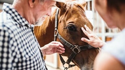 Horse being stroked by owners