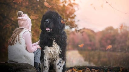 Large dog sat with a young girl