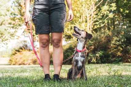 a dog looking up at its owner while sitting down by their feet