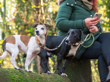 two dogs on a lead close to their owner who is sitting on a bench