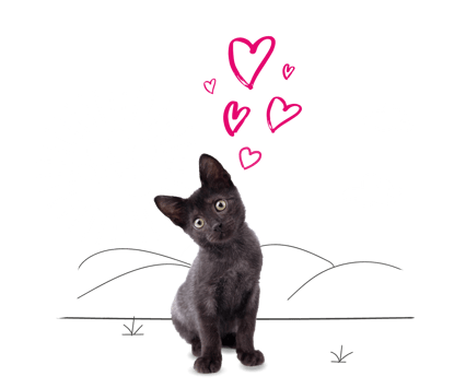 A small black kitten