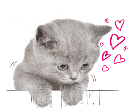 Grey kitten peeking over a fence 