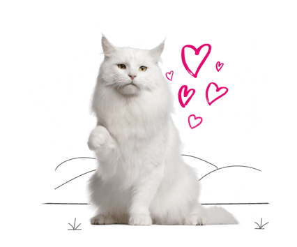 Older cat with illustrated love hearts