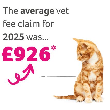 Our average vet fee claim was for £926 in 2025 for cats.