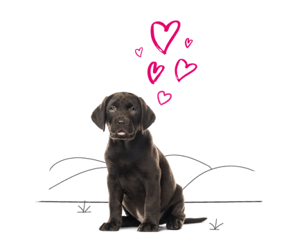 Chocolate Labrador Puppy