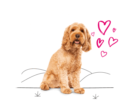 Cockapoo sitting nicely