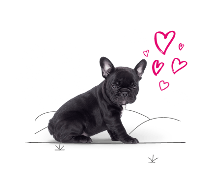 French bulldog sitting nicely