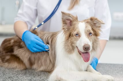 Dog being treated by a vet