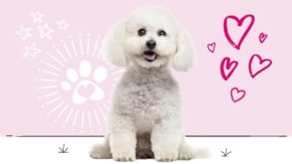 Bichon frise insurance