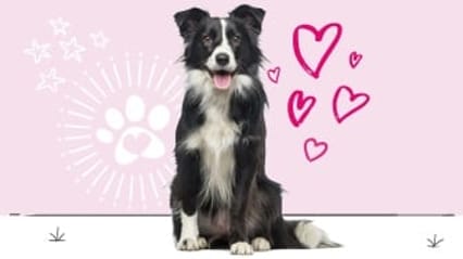 Border collie insurance